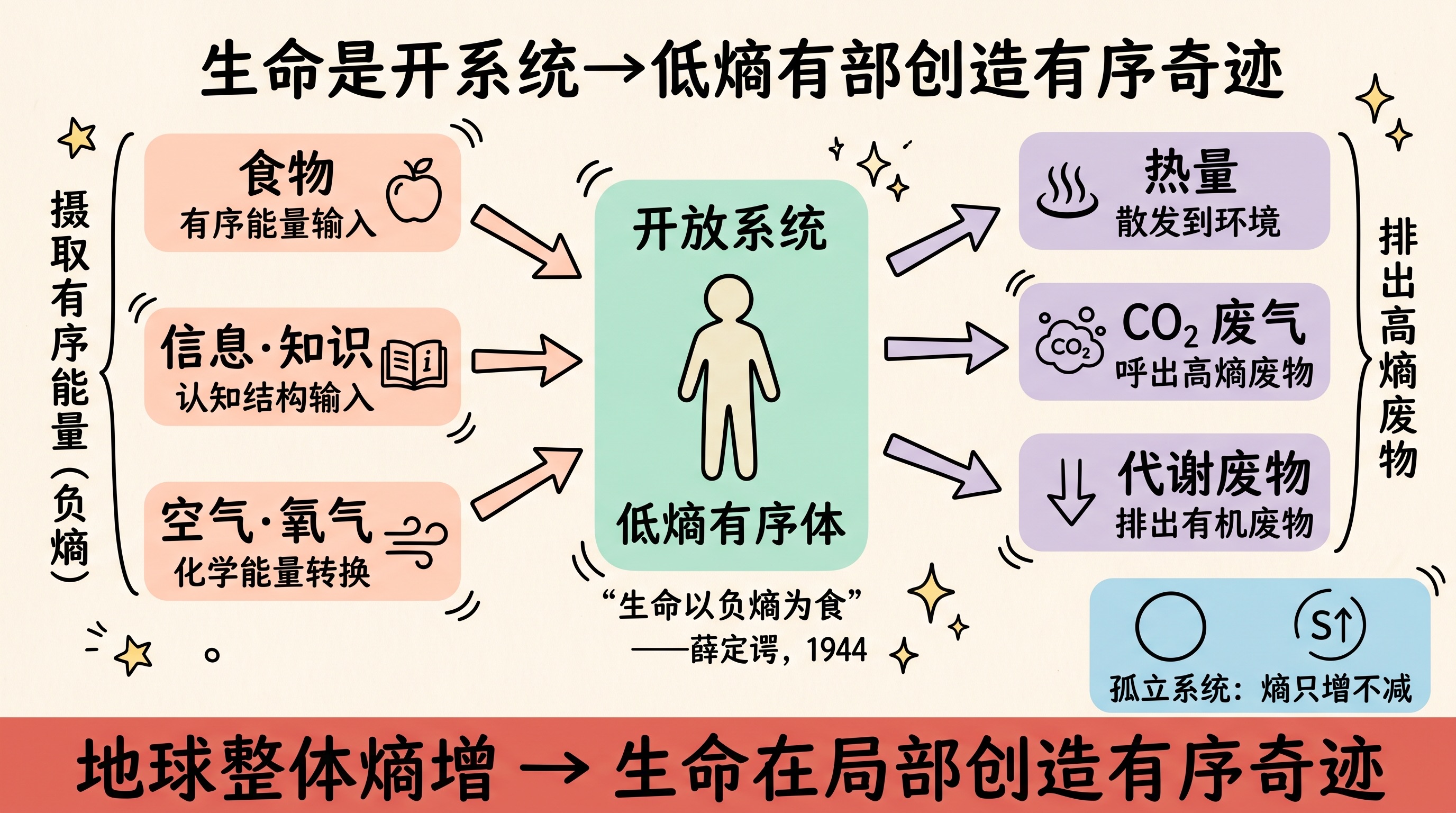 生命:宇宙中的负熵奇迹